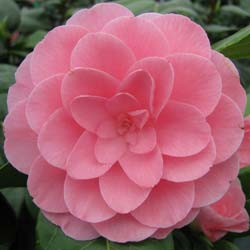Japanese Camellia 'Nuccio's Cameo'